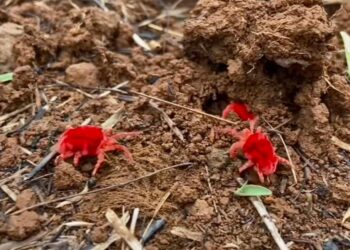 लालबुंद मखमली मृगाचे कीटक अवतरले