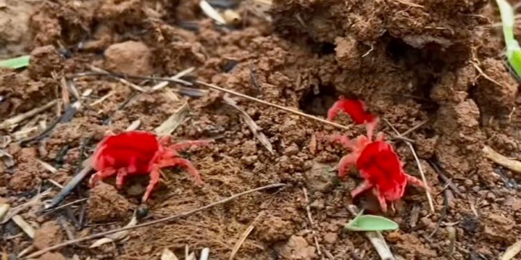 लालबुंद मखमली मृगाचे कीटक अवतरले