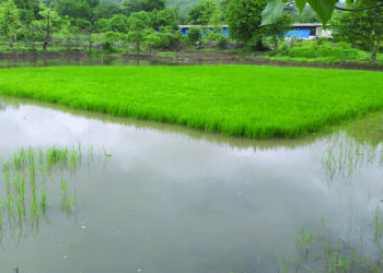 पावसाच्या आगमनाने शेतक-यांना दिलासा