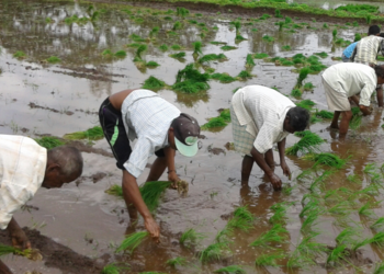 मजुरांअभावी लावणीची कामे खोळंबली