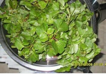 तुम्हाला ‘या’ रानभाज्यांचे आयुर्वेदिक महत्व माहित आहे का?