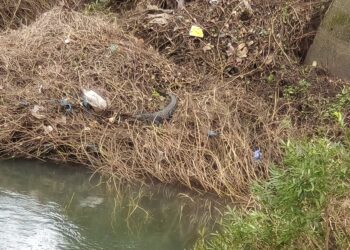 मोह आवरेना! काळ नदीतील मगरी पाहण्यासाठी गर्दी