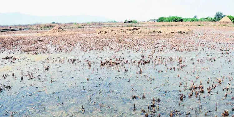 अलिबाग तालुक्यातील ३३ गावातील ७६१३ हेक्टर जमिन नापीक