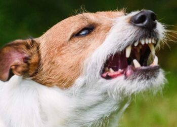 कुत्र्यांच्या हल्ल्यात वासरू जखमी