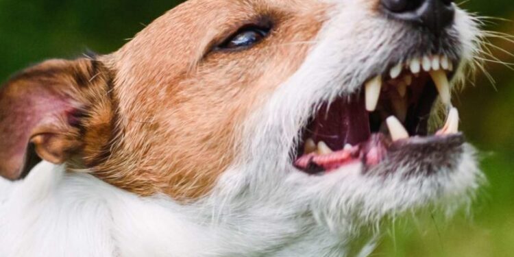 कुत्र्यांच्या हल्ल्यात वासरू जखमी