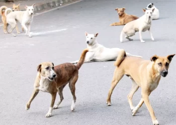 नागावमध्ये कुत्रांचा हैदोस सात ग्रामस्थांना दंश