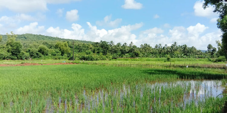 पावसामुळे रोपांना नवी उभारी