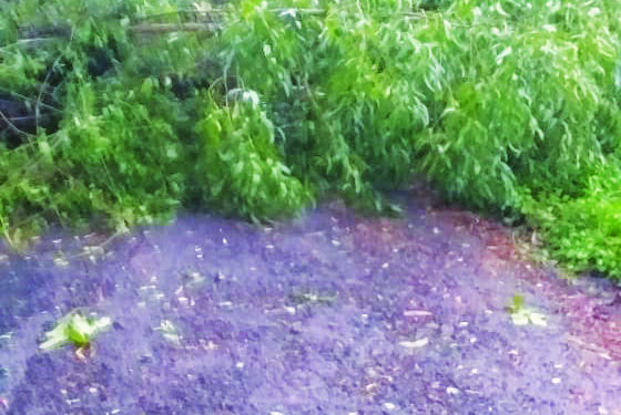 गोवे-कोलाड मार्गावर झाड कोसळले