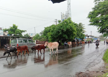 उरणमध्ये गुरे चोरणारी टोळी सक्रिय