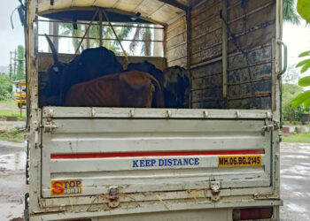 गुरे चोरणारी टोळी रोह्यात जेरबंद