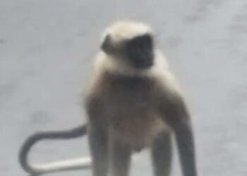 विळे येथे माकडाचा संचार