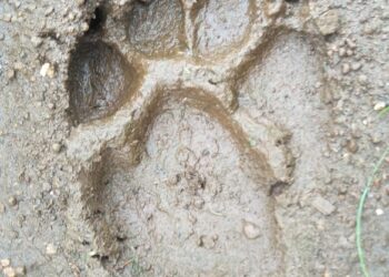 तरस जातीच्या प्राण्याच्या पाऊलखुणा