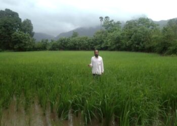 भातशेतीला खोडकिड्याचा प्रादुर्भाव