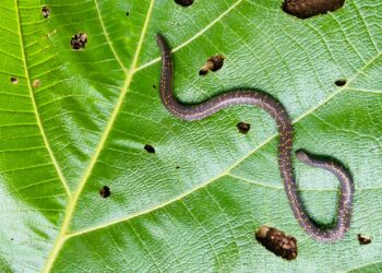 खोपोलीत आढळला दुर्मिळ खापर खवल्या साप