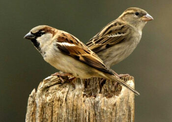 पर्यावरण प्रदूषणामुळे चिमण्यांचा चिवचिवाट बंद