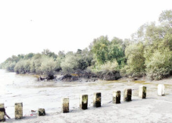 उरणच्या कांदळवनाला धोका; खाडीत सोडले रासायनिक सांडपाणी