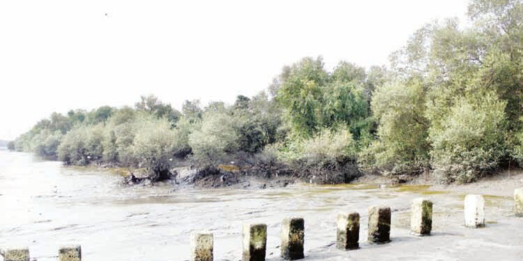 उरणच्या कांदळवनाला धोका; खाडीत सोडले रासायनिक सांडपाणी