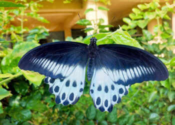 ब्ल्यू मॉरमॉनचा मुक्तसंचार