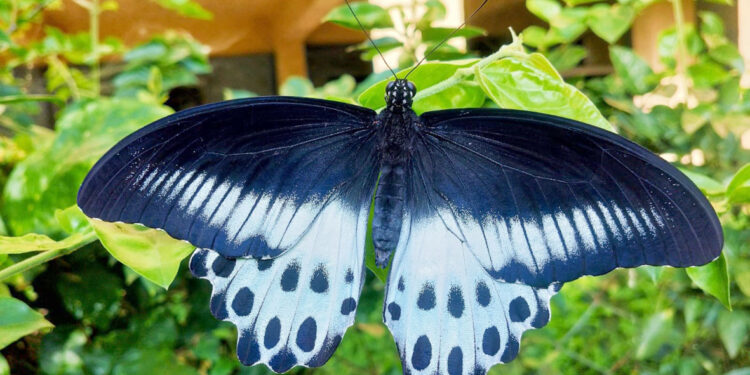 ब्ल्यू मॉरमॉनचा मुक्तसंचार
