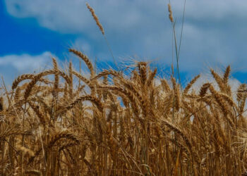 शेतकर्‍यांसाठी भातपीक स्पर्धा