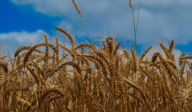 शेतकर्‍यांसाठी भातपीक स्पर्धा