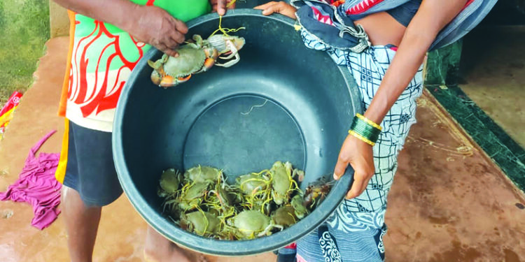 स्वदेसमुळे खेकडी उत्पादनास चालना