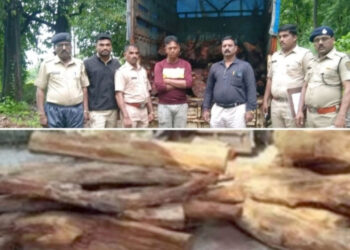 म्हसळा तालुक्यात खैराची बेसुमार तोड