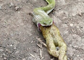 माथेरानमध्ये जैवविविधतेचे संरक्षण