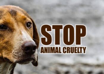 प्राण्यांशी क्रूरतेने वागणार्‍यांवर कारवाई करा