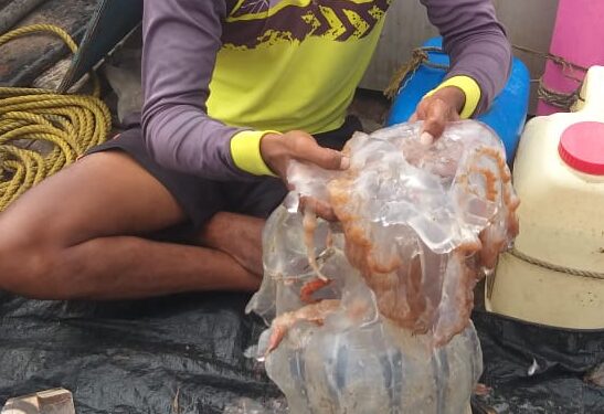 जेलीफिशमुळे मासेमारी धोक्यात; व्यवसाय २५% वर!