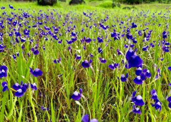 पठरांवर रंगीबेरंगी फुलांची उधळण