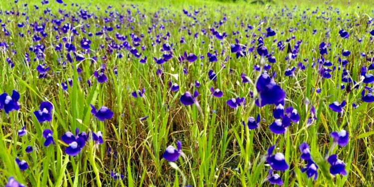 पठरांवर रंगीबेरंगी फुलांची उधळण