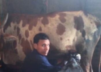 लम्पीमुळे दुग्ध व्यावसायिकांना फटका; गैरसमजामुळे ग्राहक संख्या घटली