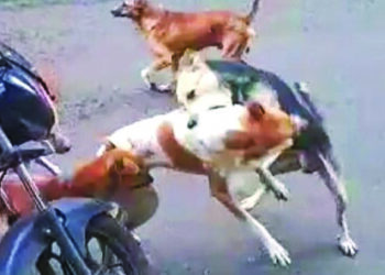 पिसाळलेल्या कुत्र्यांचा दहा जणांना चावा