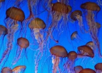 ‘जेली फिश’ची समुद्रात दहशत