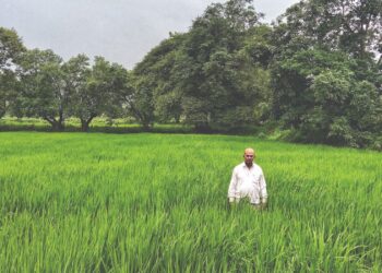 लहरी हवामानातही पेरभात बहरले