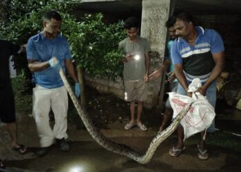 सर्पमित्राने दिले १० फुटी अजगरला जीवदान