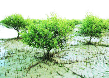 कामोठेत तिवरांची कत्तल