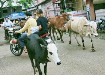 मोकाट गुरांमुळे पालीकर हैराण