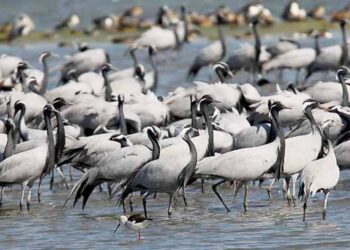 स्थलांतरीत पक्ष्यांचा पनवेलमध्ये मुक्काम