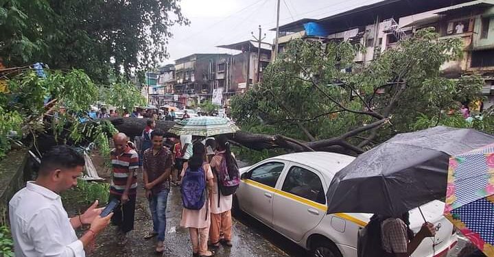शाळेवर झाड कोसळले