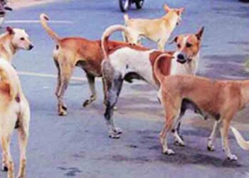 प्राण्यांच्या शवदाहिनीसाठी भूखंडाची मागणी