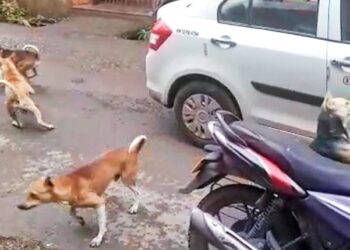 पालीतील भटक्या कुत्र्यांची दहशत