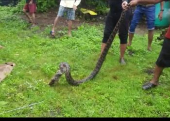 खालापूर मध्ये आठ फुटी अजगराला जीवदान