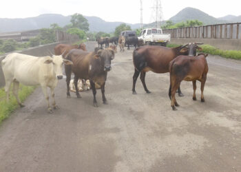 मोकाट गुरांमुळे अपघातास निमंत्रण