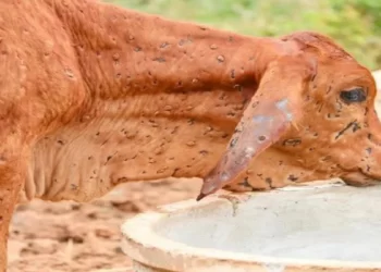 रायगडात जनावरांसाठी सीमाबंदी