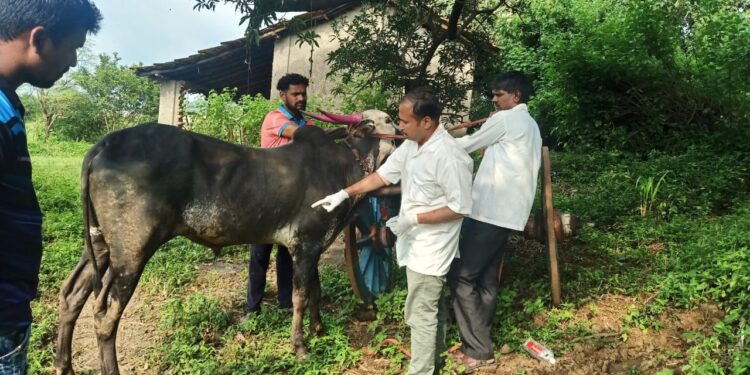 पेणमध्ये ‘लम्पी’चा शिरकाव