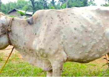 रायगड जिल्ह्यातील 10 जनावरांचे नमुने तपासणीसाठी