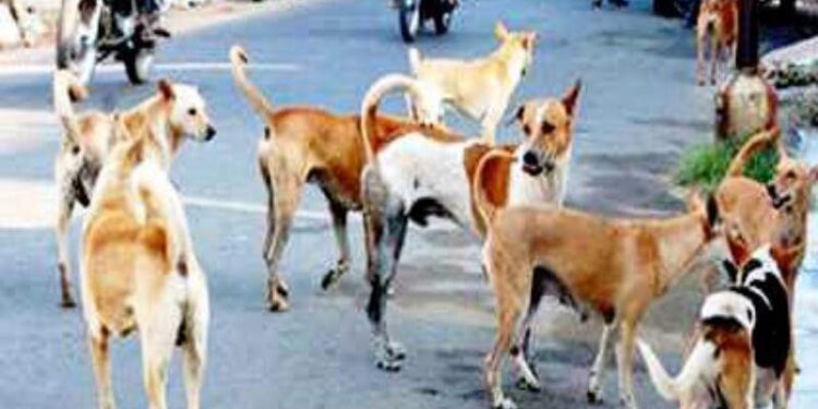 माथेरानमध्ये दोन दिवसात नऊ जणांना श्‍वानदंश