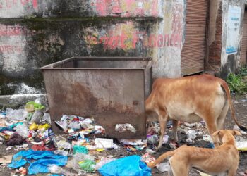 पालीत मोकाट गुरे, श्‍वानांना उकिरड्याचा आधार